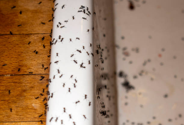 Reliable Douglas, AZ Pest Control Solutions