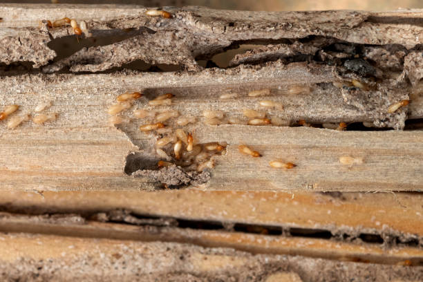 Best Pest Prevention Services  in Douglas, AZ