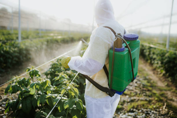 Wasp Removal Services in Douglas, AZ